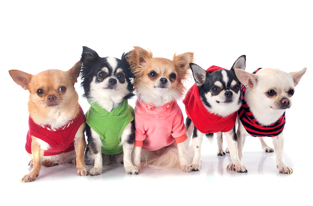 Chihuahuas in schicken Outfits